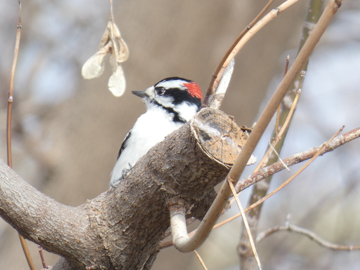 Downy Woodpecker - ML628090148