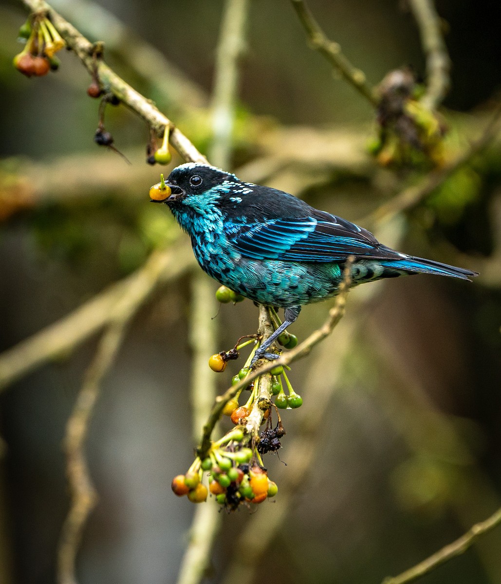 Beryl-spangled Tanager - ML628090177