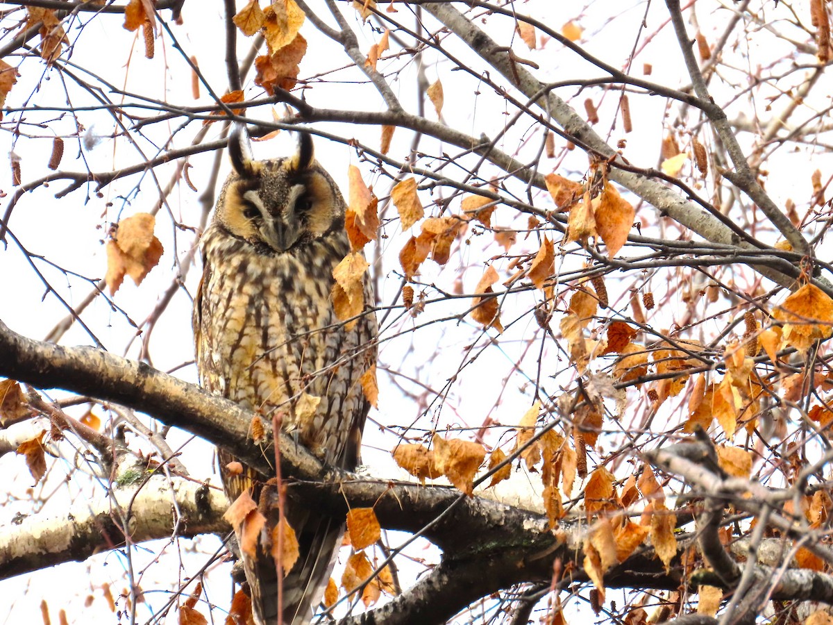 Long-eared Owl - ML628090284