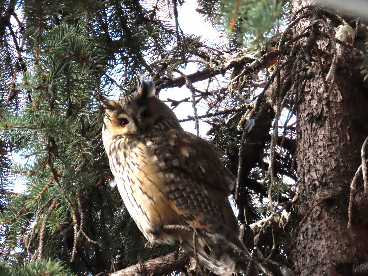 Long-eared Owl - ML628090285