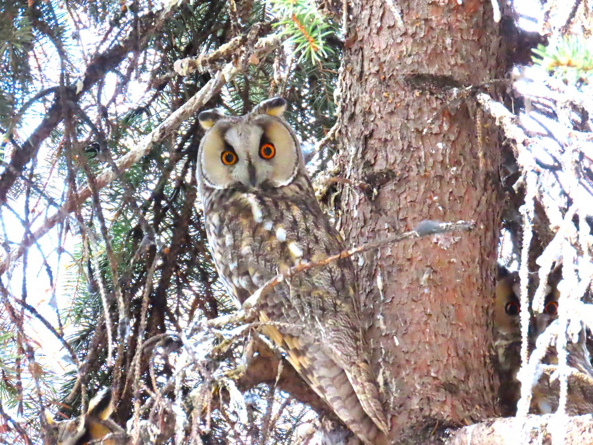 Long-eared Owl - ML628090286