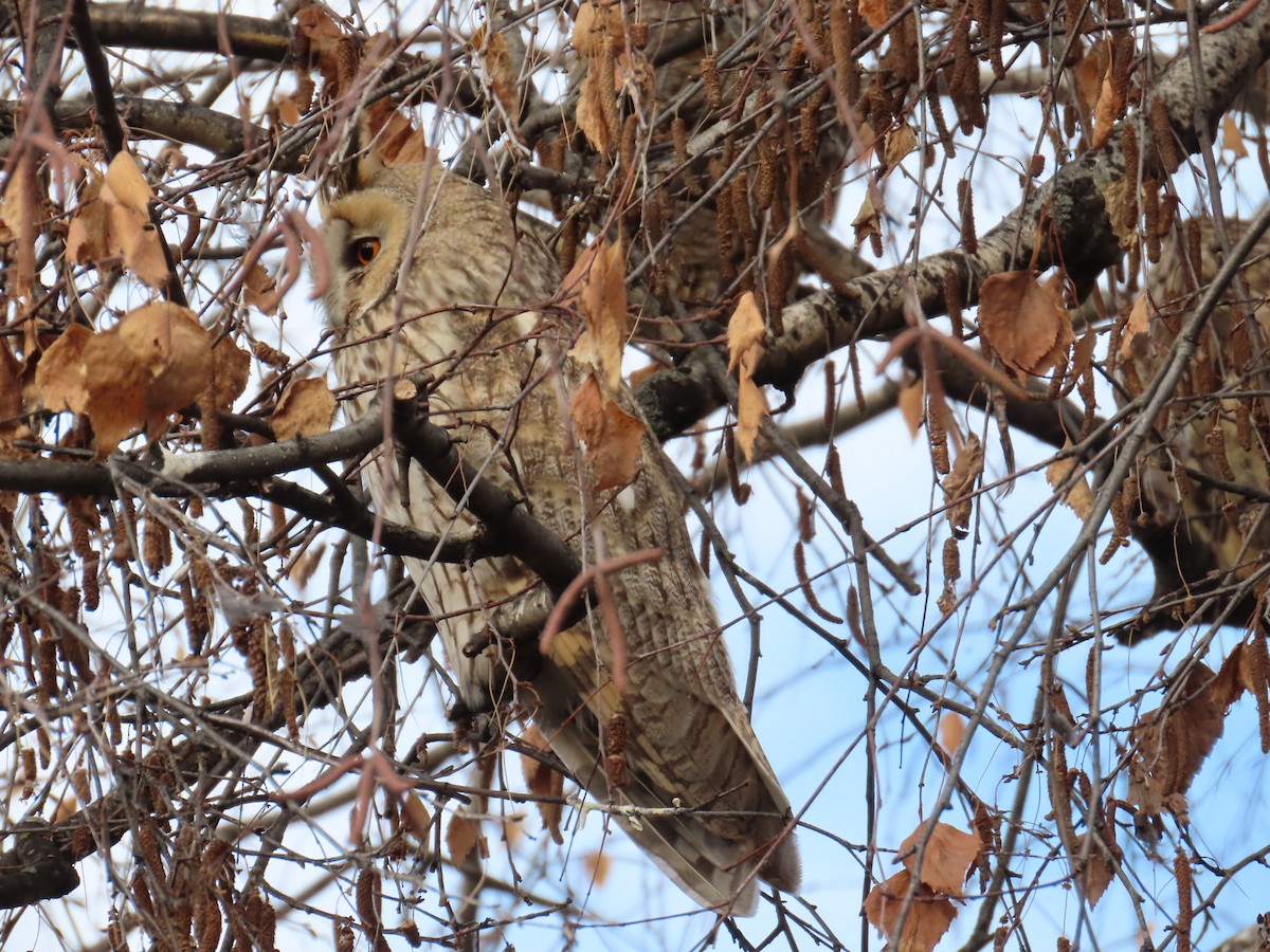 Long-eared Owl - ML628090287