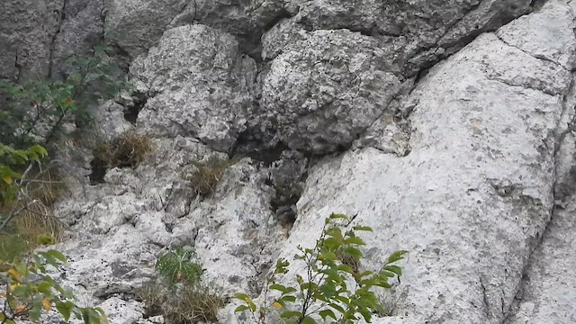 Western Rock Nuthatch - ML628090376