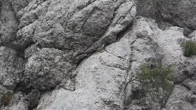 Western Rock Nuthatch - ML628090377