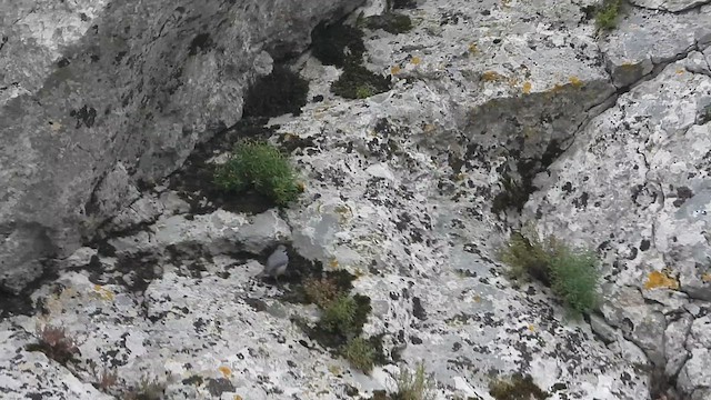 Western Rock Nuthatch - ML628090378