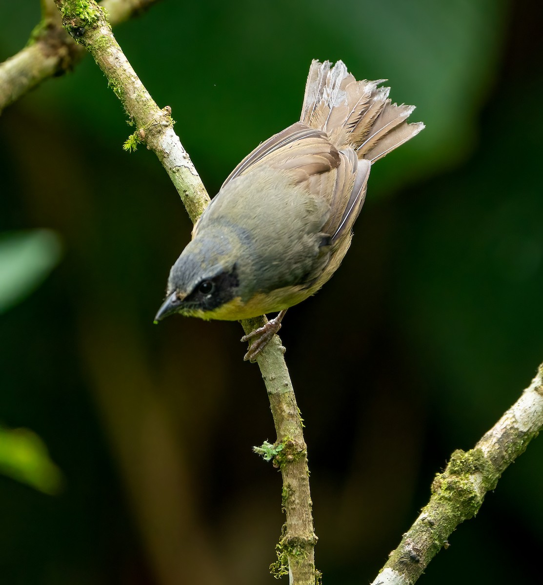 Black-eared Hemispingus - ML628090465