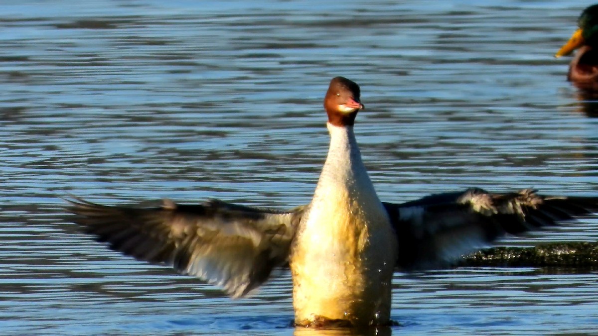 Common Merganser - ML628090670