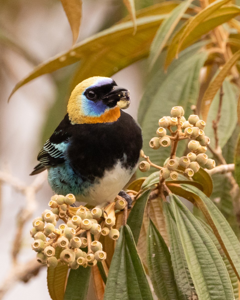 Golden-hooded Tanager - ML628090692