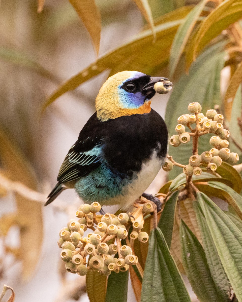 Golden-hooded Tanager - ML628090693