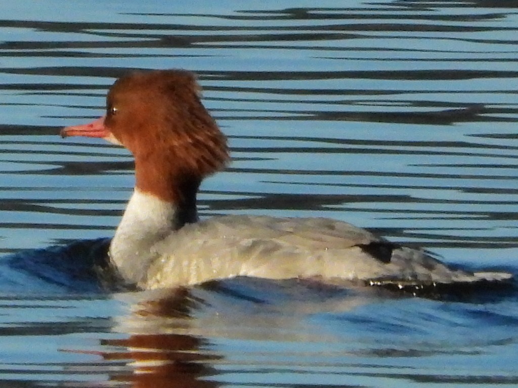 Common Merganser - ML628090696