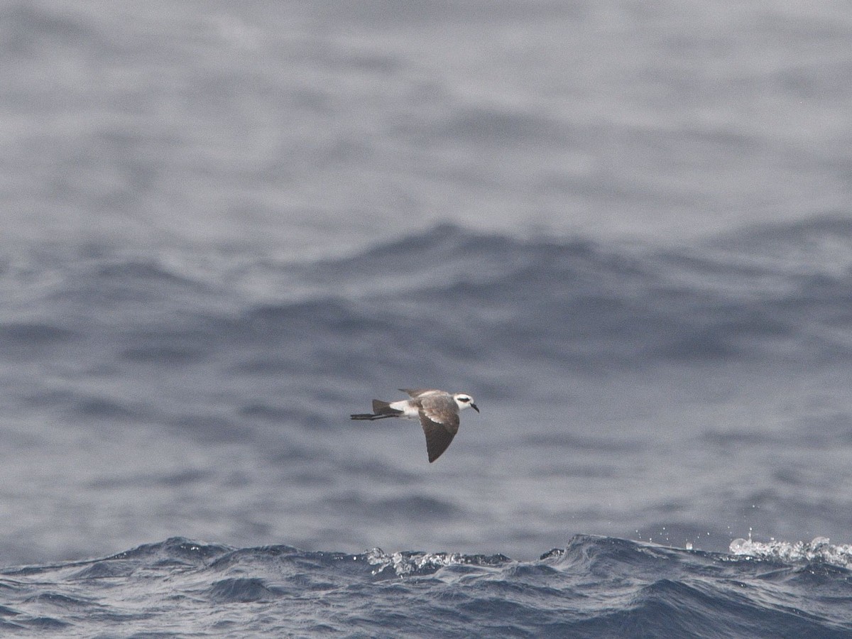 White-faced Storm-Petrel - ML628090709