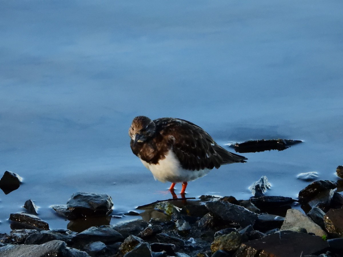 Ruddy Turnstone - ML628090745