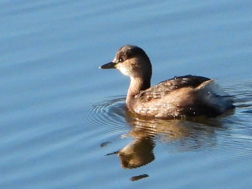 Little Grebe - ML628090787