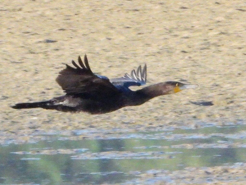 Great Cormorant - ML628090797