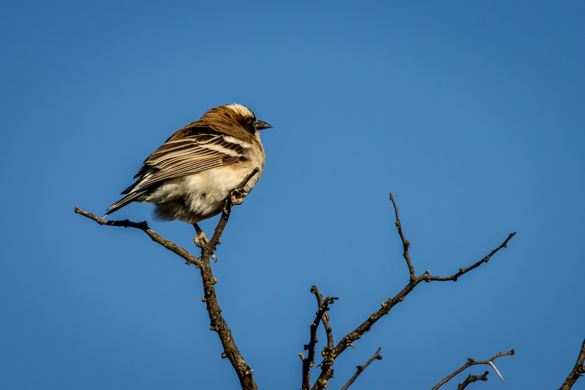 White-browed Sparrow-Weaver - Antonio Rodriguez-Sinovas