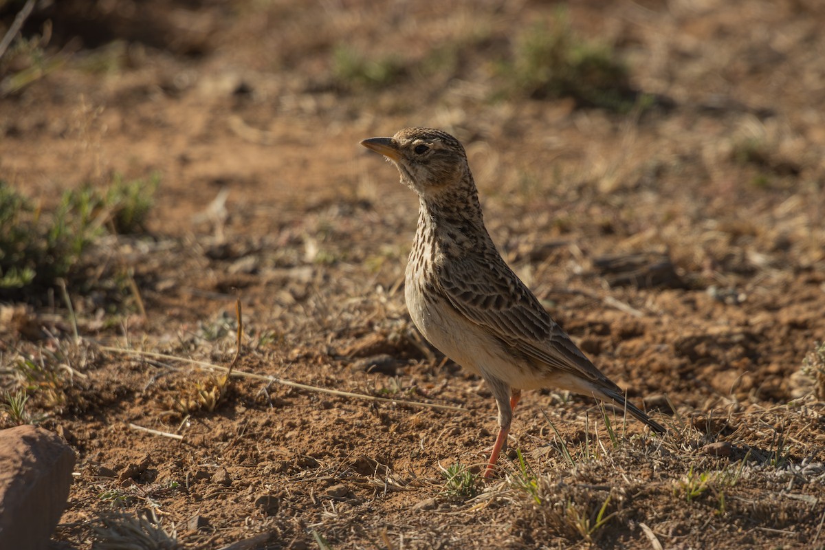 Large-billed Lark - Antonio Rodriguez-Sinovas