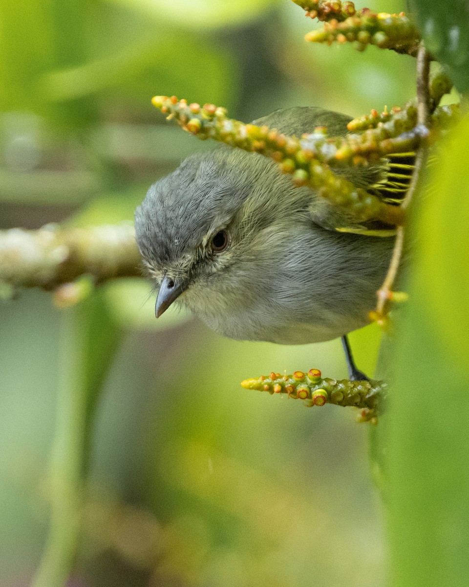 Mistletoe Tyrannulet - ML628090832