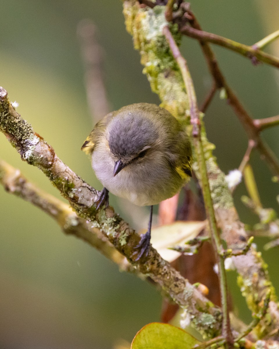 Mistletoe Tyrannulet - ML628090833