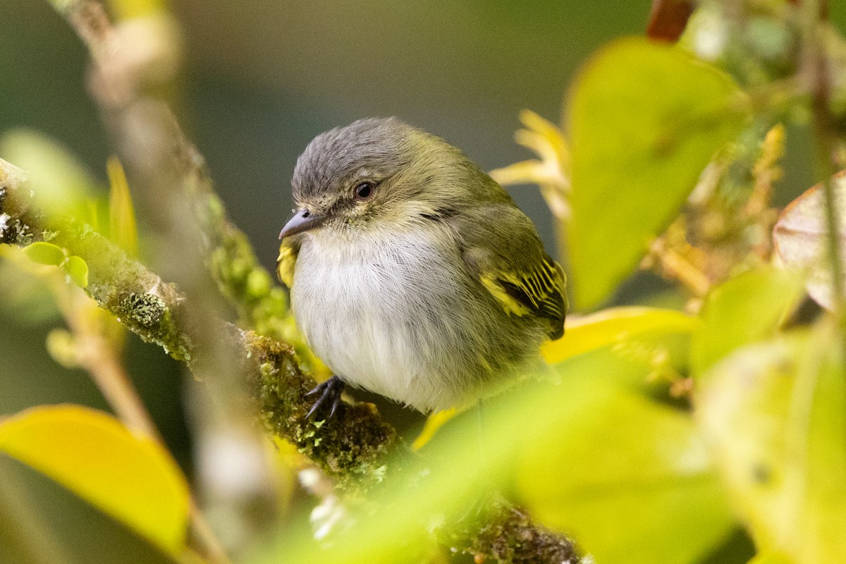 Mistletoe Tyrannulet - ML628090834