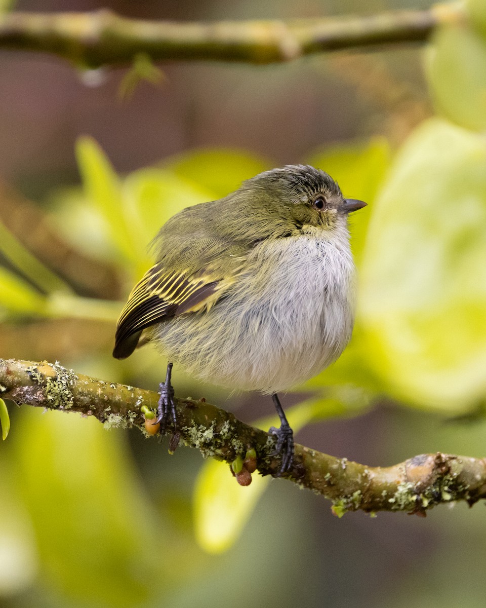 Mistletoe Tyrannulet - ML628090835