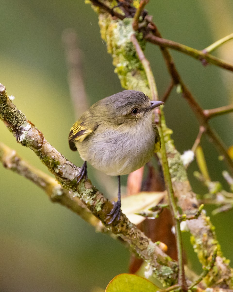 Mistletoe Tyrannulet - ML628090836