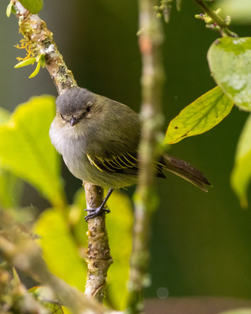 Mistletoe Tyrannulet - ML628090837