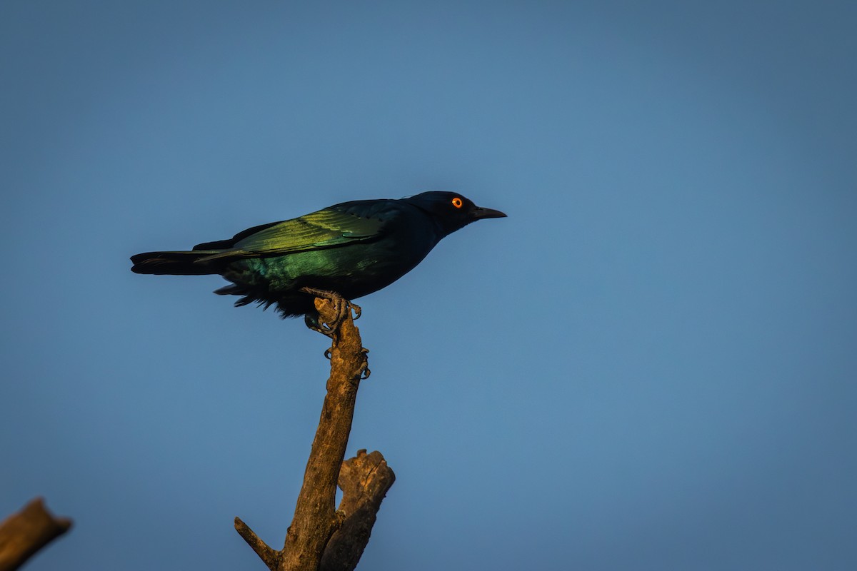 Cape Starling - Antonio Rodriguez-Sinovas
