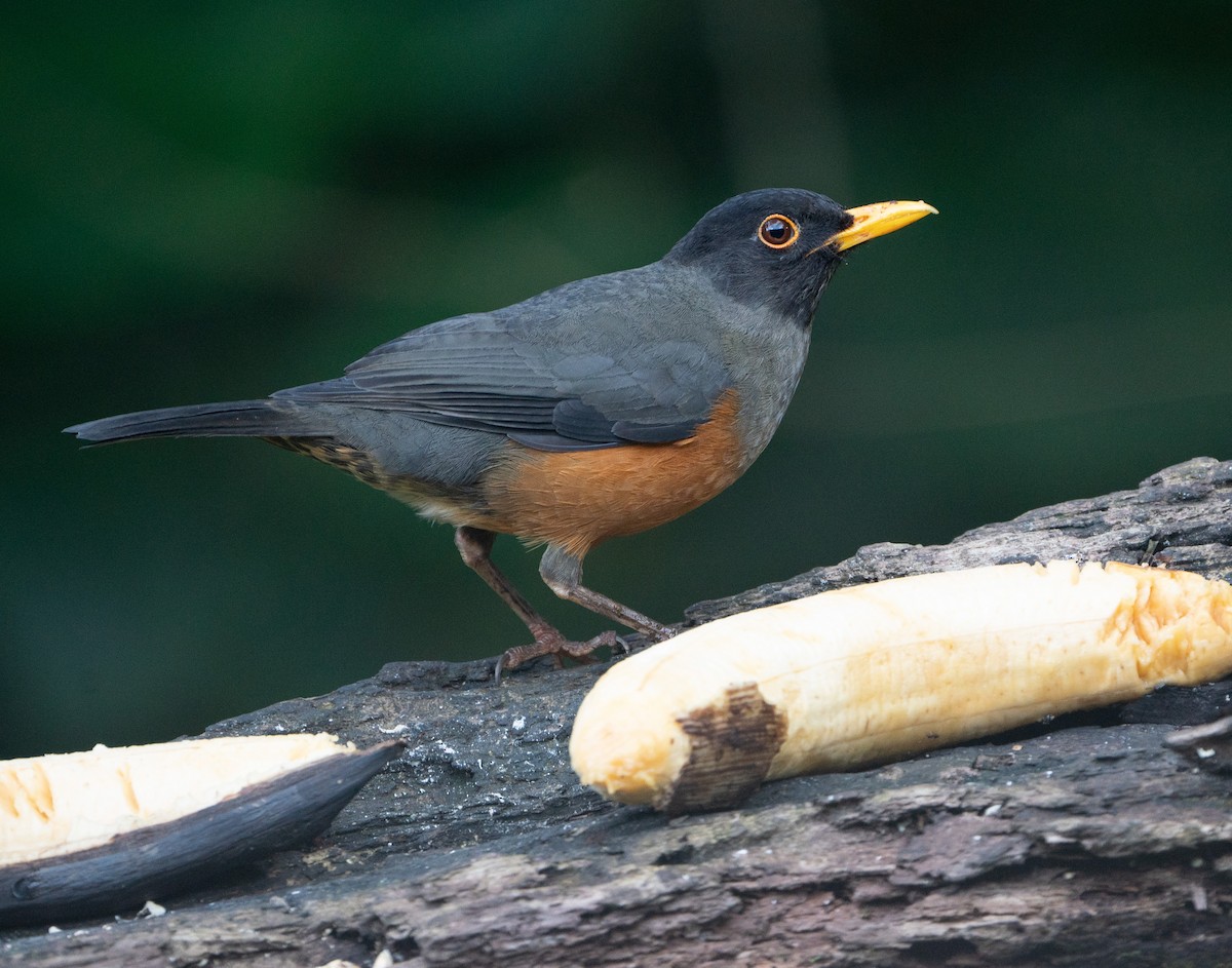 Chestnut-bellied Thrush - ML628090899