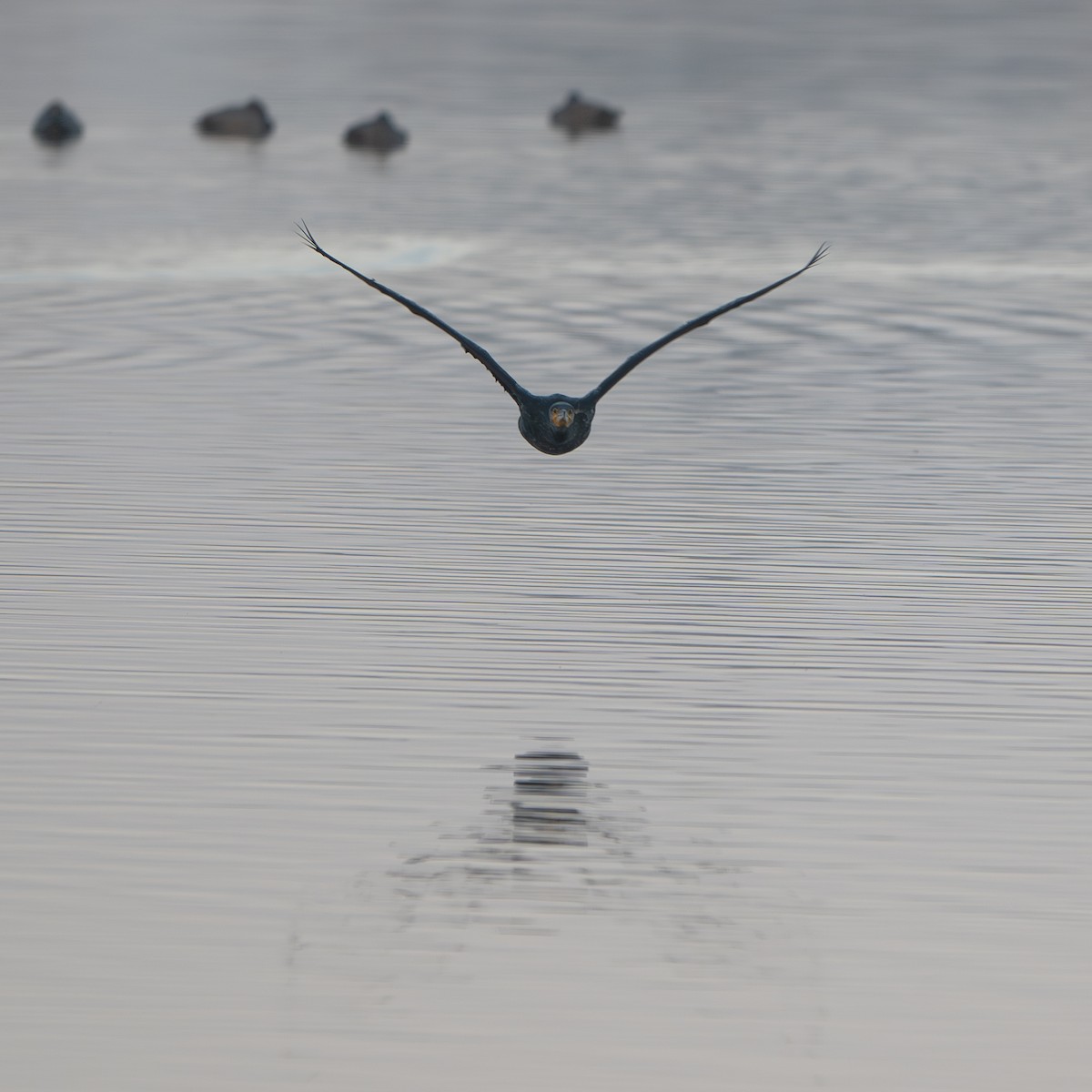 Cormorán Grande - ML628090952