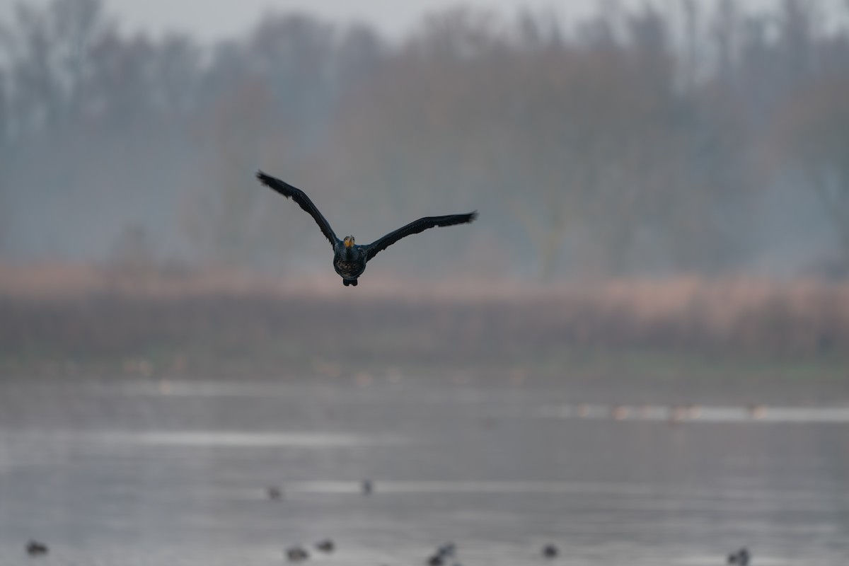 Cormorán Grande - ML628090955