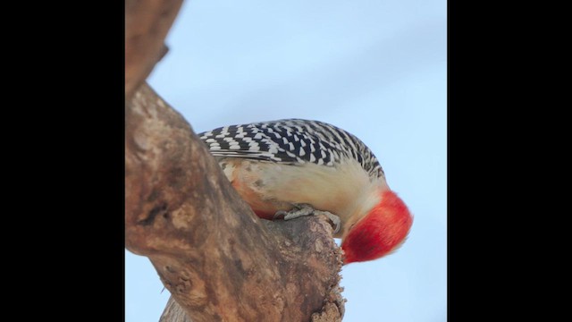 Red-bellied Woodpecker - ML628090991