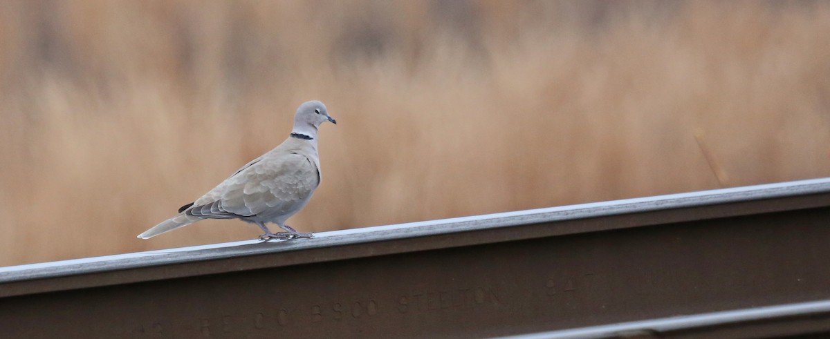 Буулгат хүүрзгэнэ - ML628090993