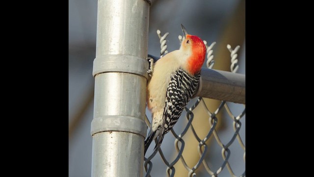 Red-bellied Woodpecker - ML628090995