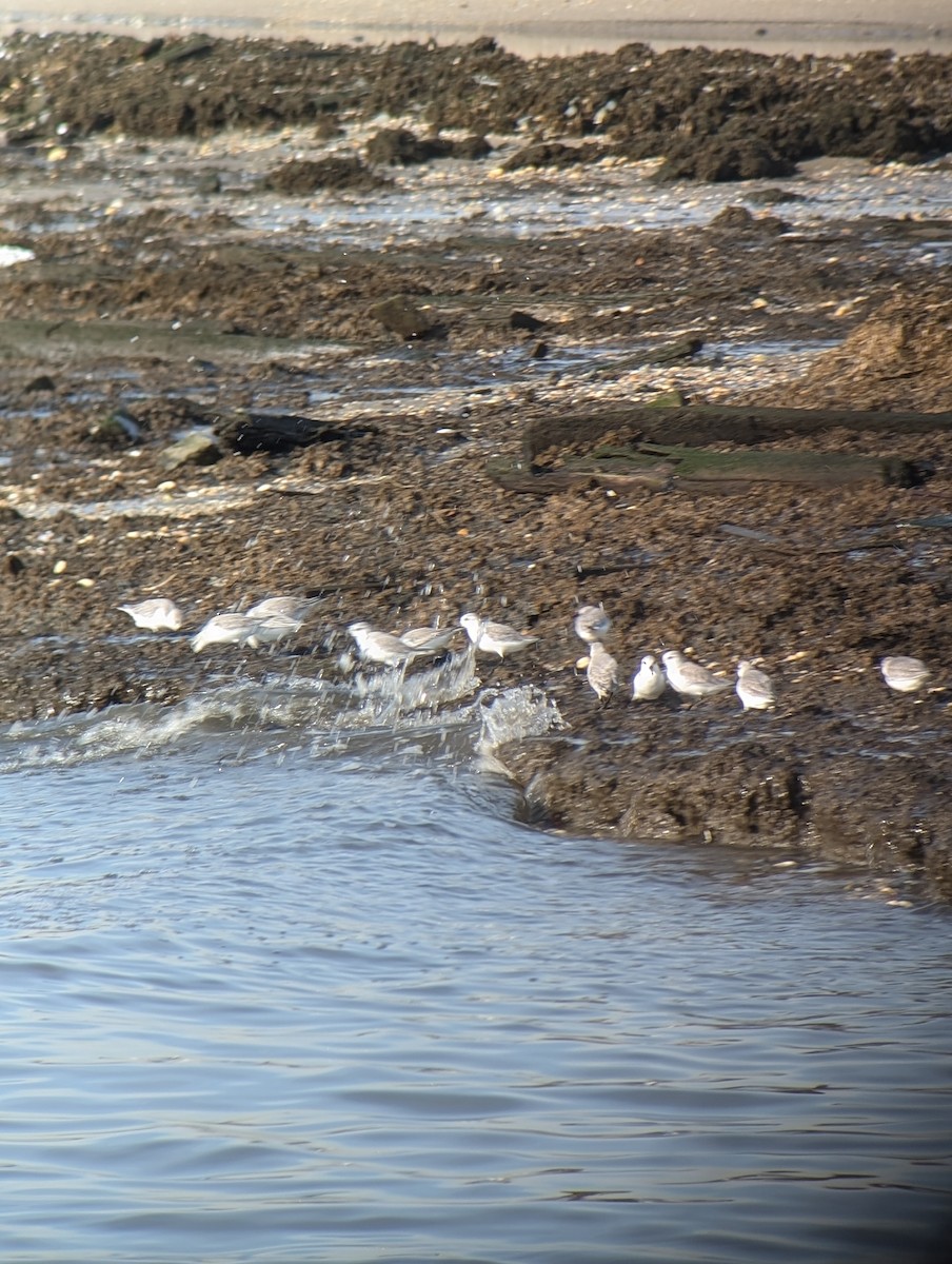 Sanderling - ML628091000