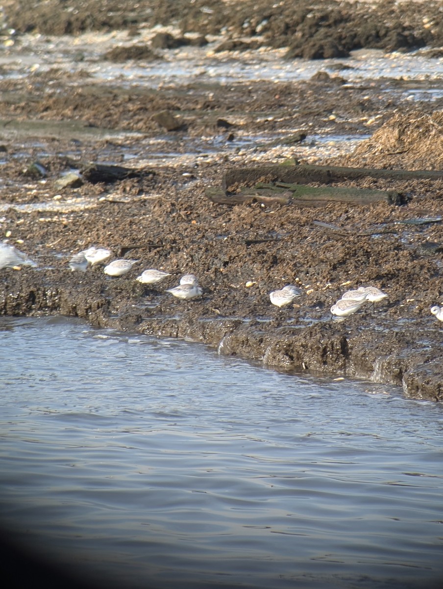 Sanderling - ML628091001