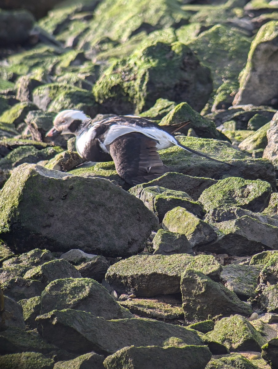 Long-tailed Duck - ML628091008