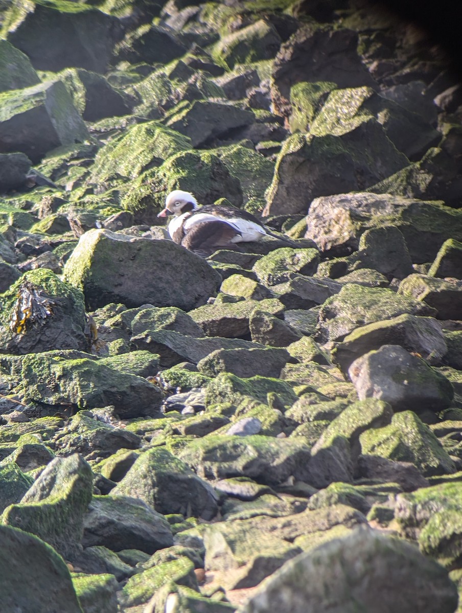 Long-tailed Duck - ML628091009