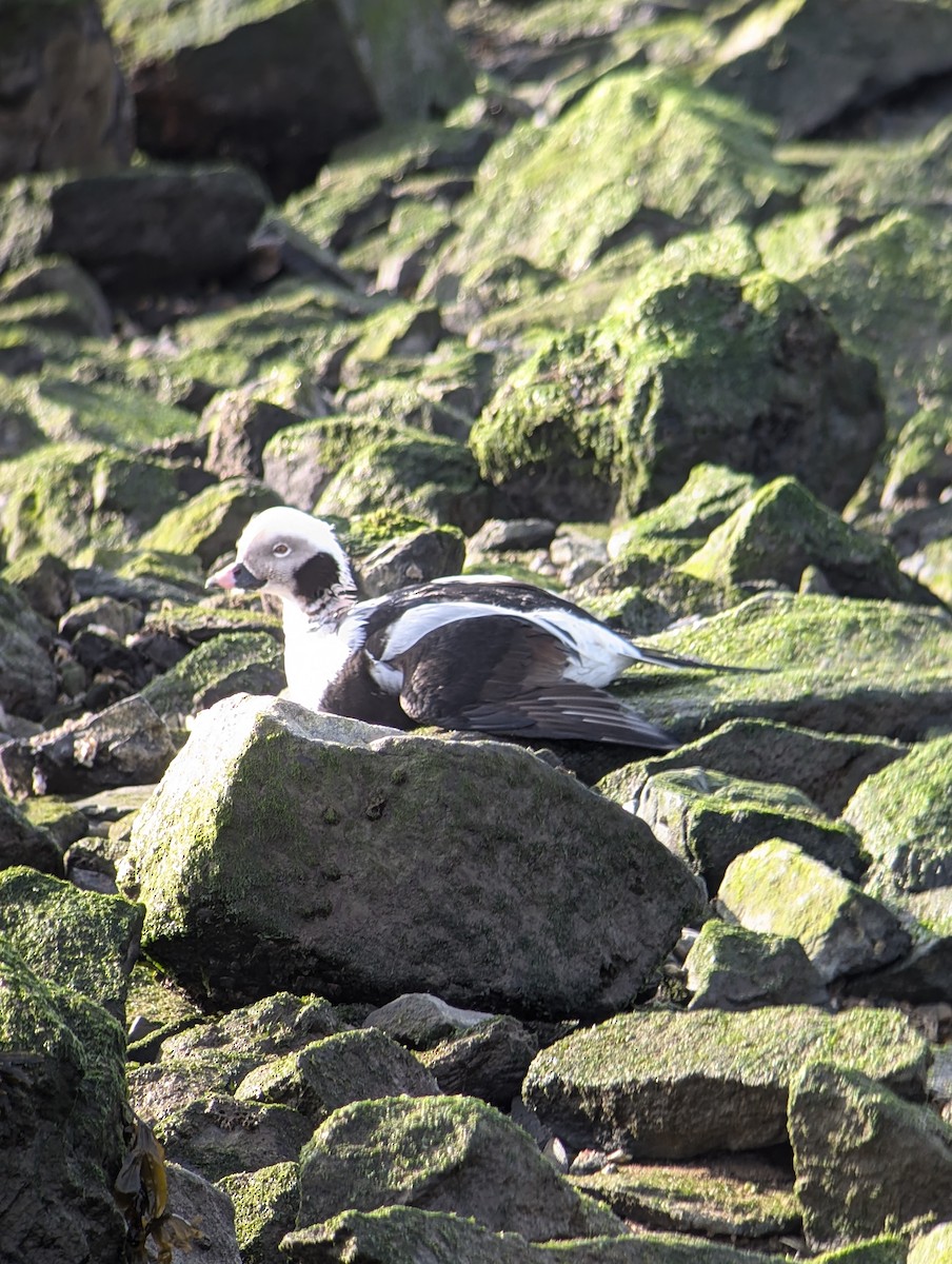 Long-tailed Duck - ML628091010