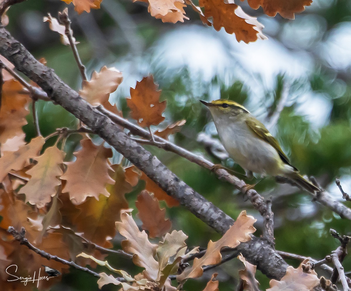 Pallas's Leaf Warbler - Sergio Hoces lucena