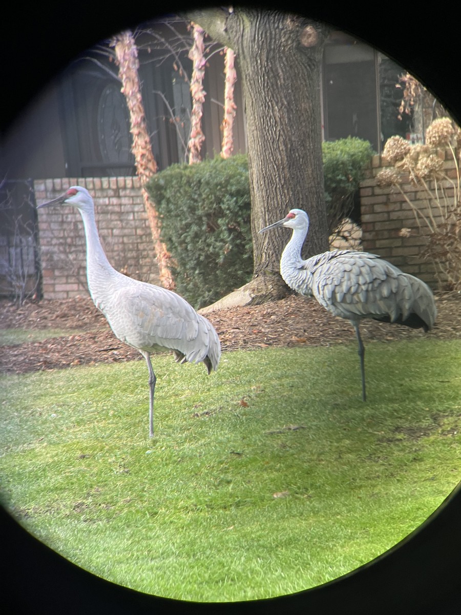 Sandhill Crane - ML628091026