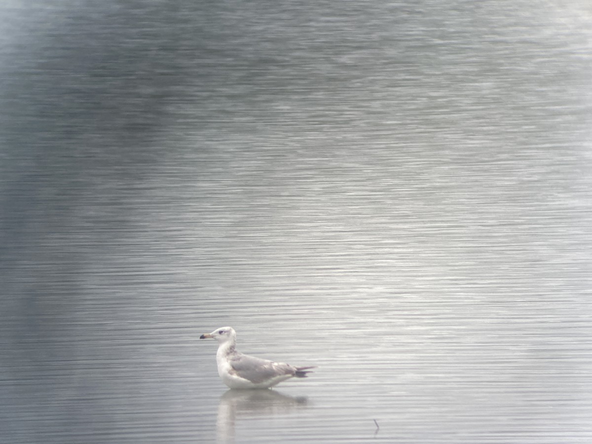 Pallas's Gull - ML628091062