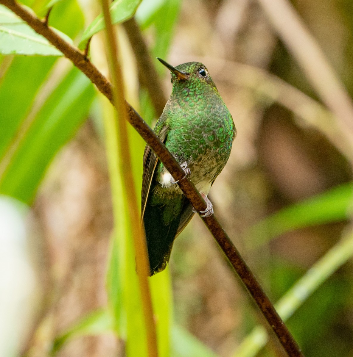 Greenish Puffleg - ML628091126