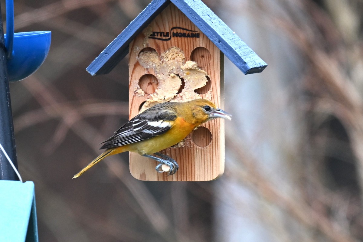 Baltimore Oriole - ML628091179