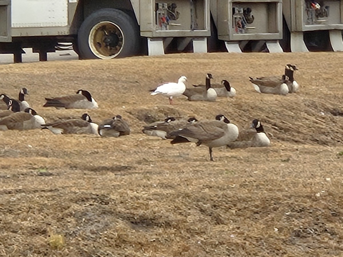 Ross's Goose - ML628091194