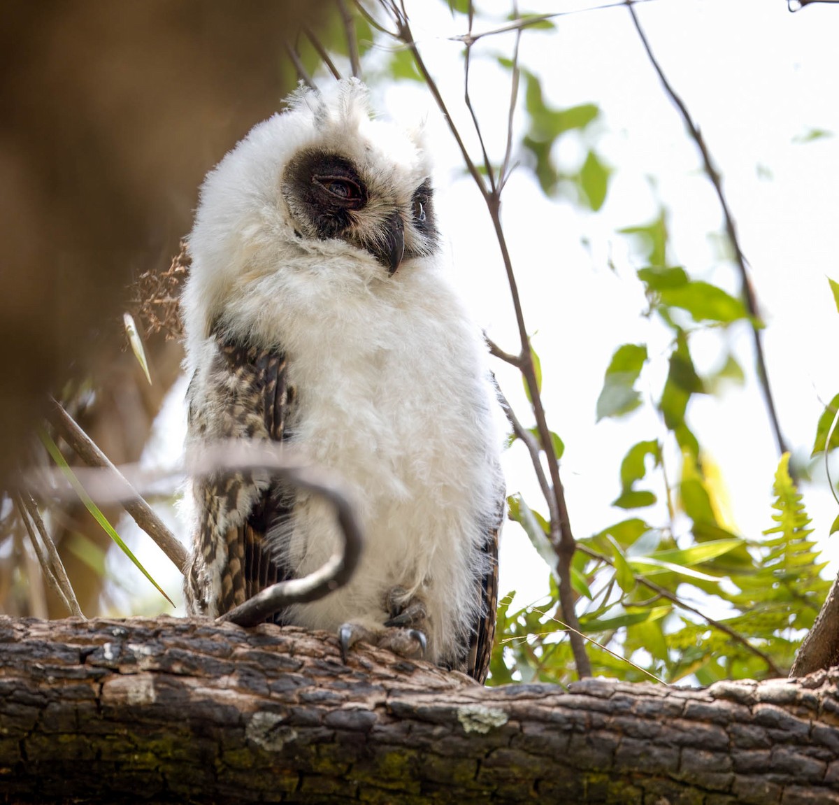Madagascar Owl - ML628091209