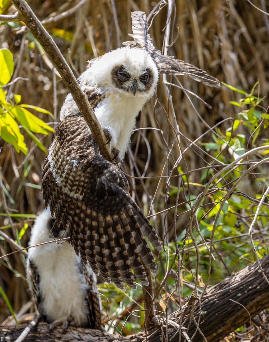Madagascar Owl - ML628091210