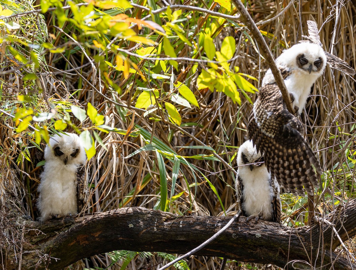 Madagascar Owl - ML628091211