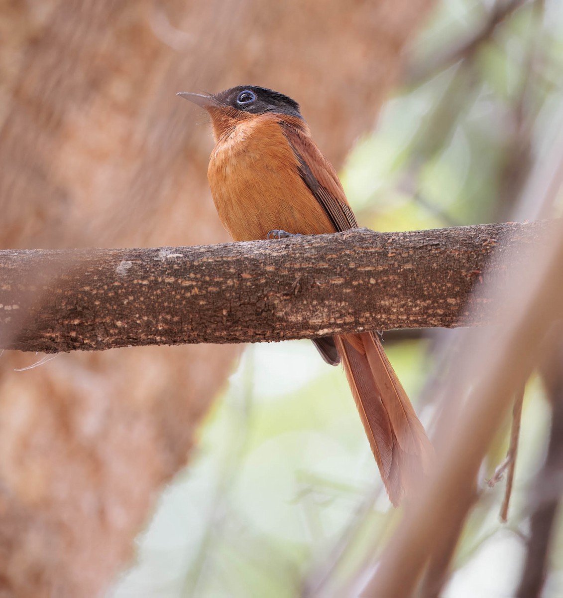 Malagasy Paradise-Flycatcher - ML628091259