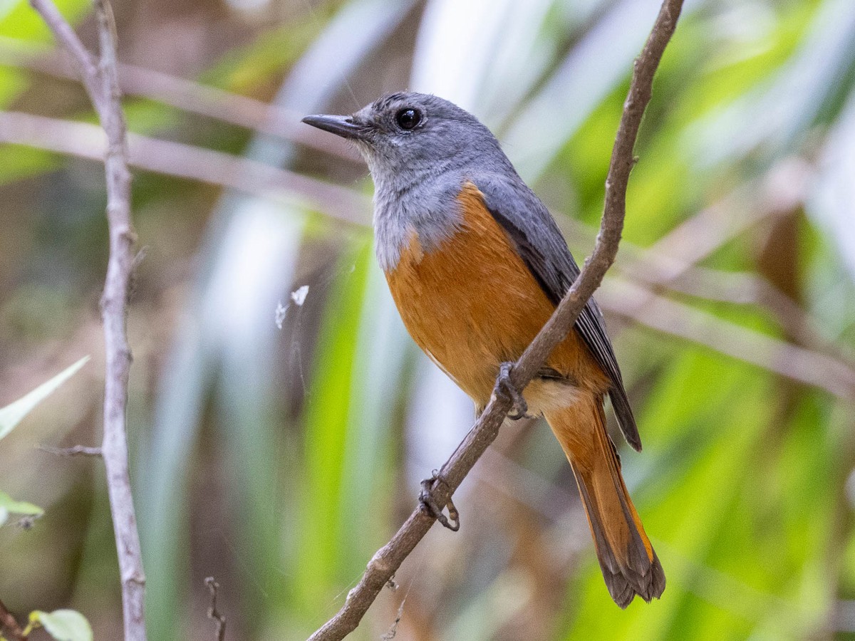 Forest Rock-Thrush - ML628091268