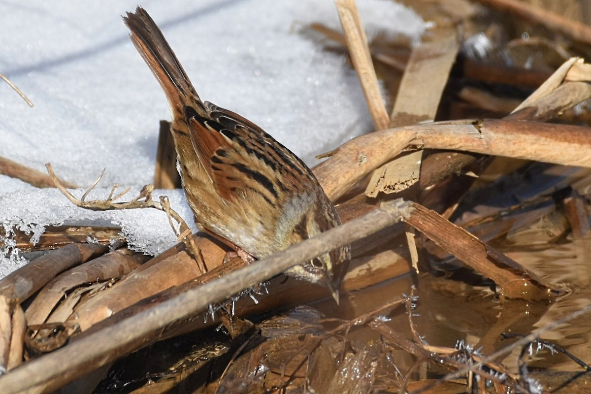 Swamp Sparrow - ML628091306